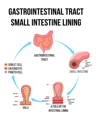 Gastroenterology Treatment in India